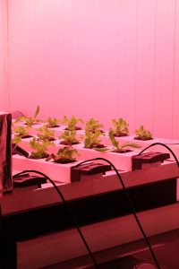 Close-up view of lettuce plants in a hydroponic setup under pink LED lights in a controlled environment.