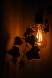 Баклажаны в гидропонной системе