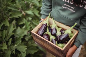 A person holding a wooden box filled with freshly harvested eggplants on a farm.