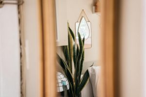 A cozy indoor space featuring a snake plant and a decorative mirror on the wall.