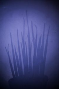 Creative shadow of plant leaves against a blue background, evoking mystery.